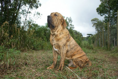 Bruthus